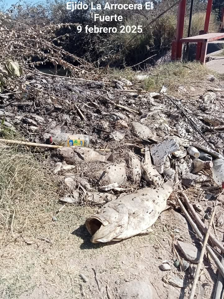 Habitantes de La Arrocera denuncian intenso olor a pescado en agua de la llave