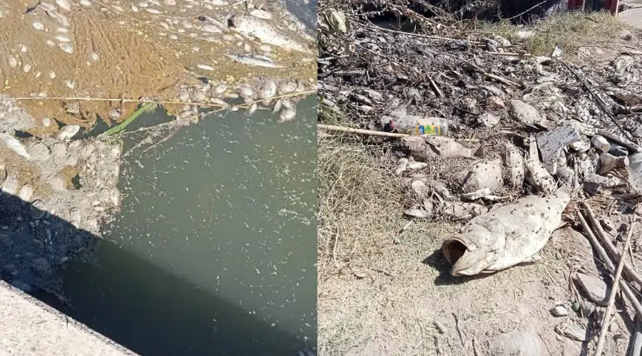 Habitantes de La Arrocera denuncian intenso olor a pescado en agua de la llave