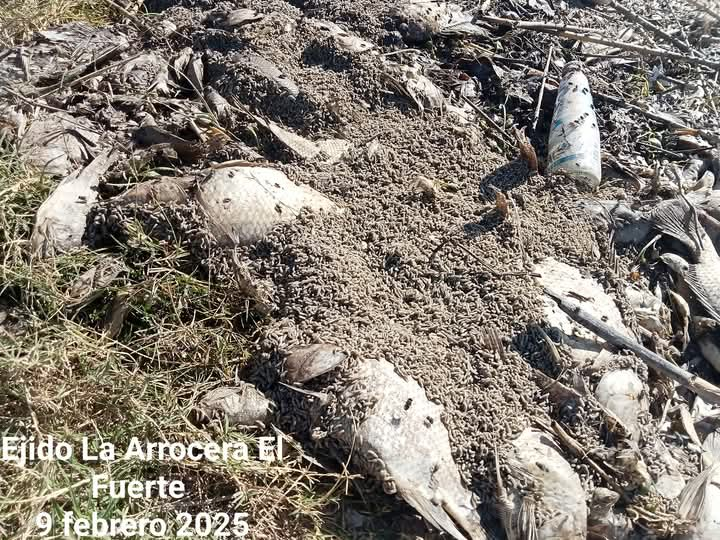 Habitantes de La Arrocera denuncian intenso olor a pescado en agua de la llave