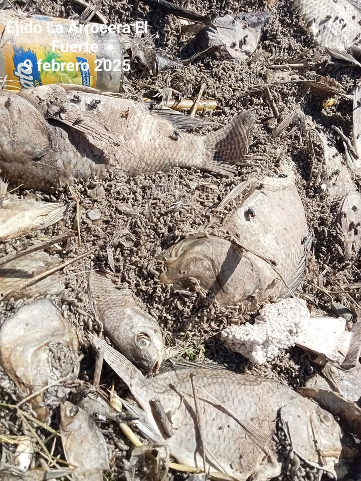 Habitantes de La Arrocera denuncian intenso olor a pescado en agua de la llave