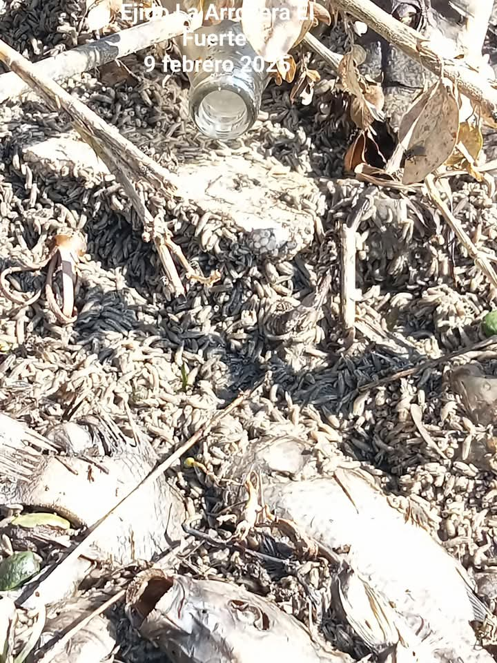 Habitantes de La Arrocera denuncian intenso olor a pescado en agua de la llave