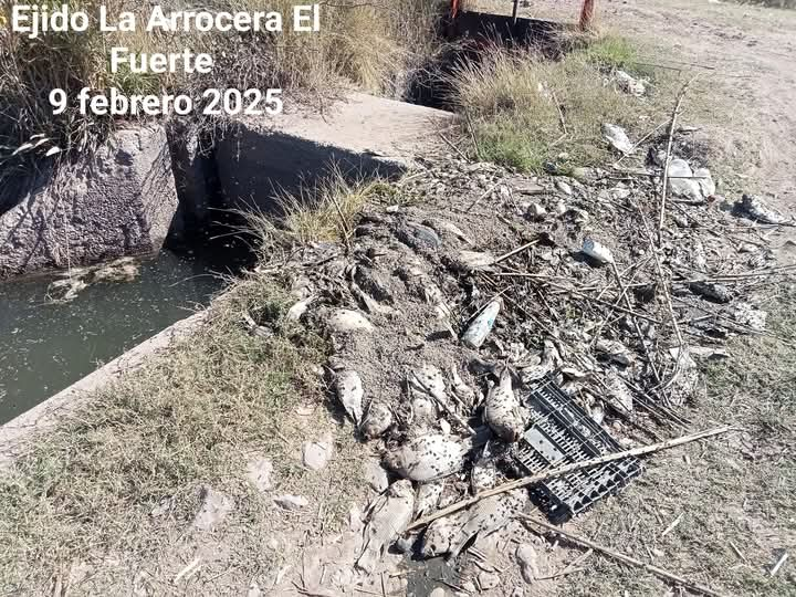 Habitantes de La Arrocera denuncian intenso olor a pescado en agua de la llave