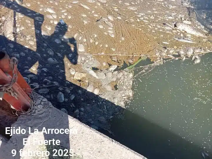 Habitantes de La Arrocera denuncian intenso olor a pescado en agua de la llave