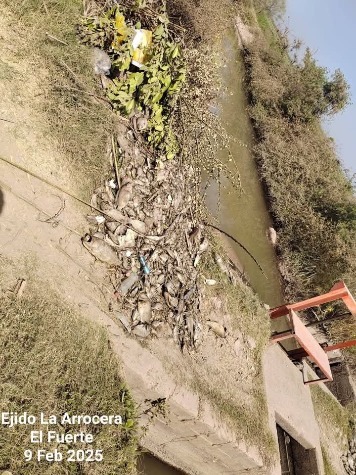 Habitantes de La Arrocera denuncian intenso olor a pescado en agua de la llave