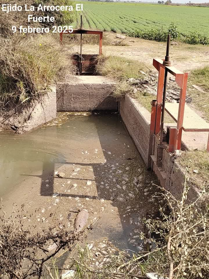 Habitantes de La Arrocera denuncian intenso olor a pescado en agua de la llave