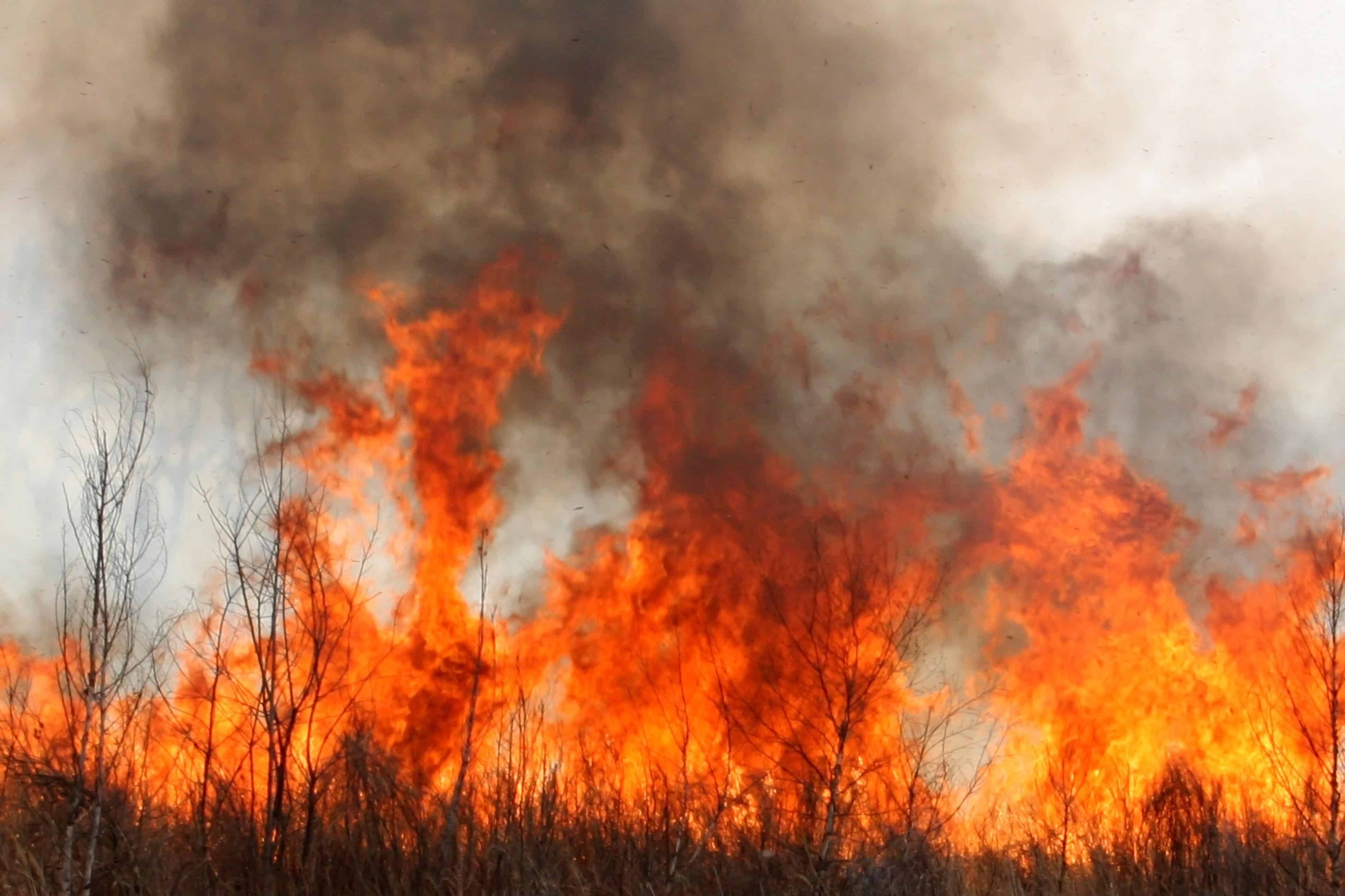 Incendio forestal