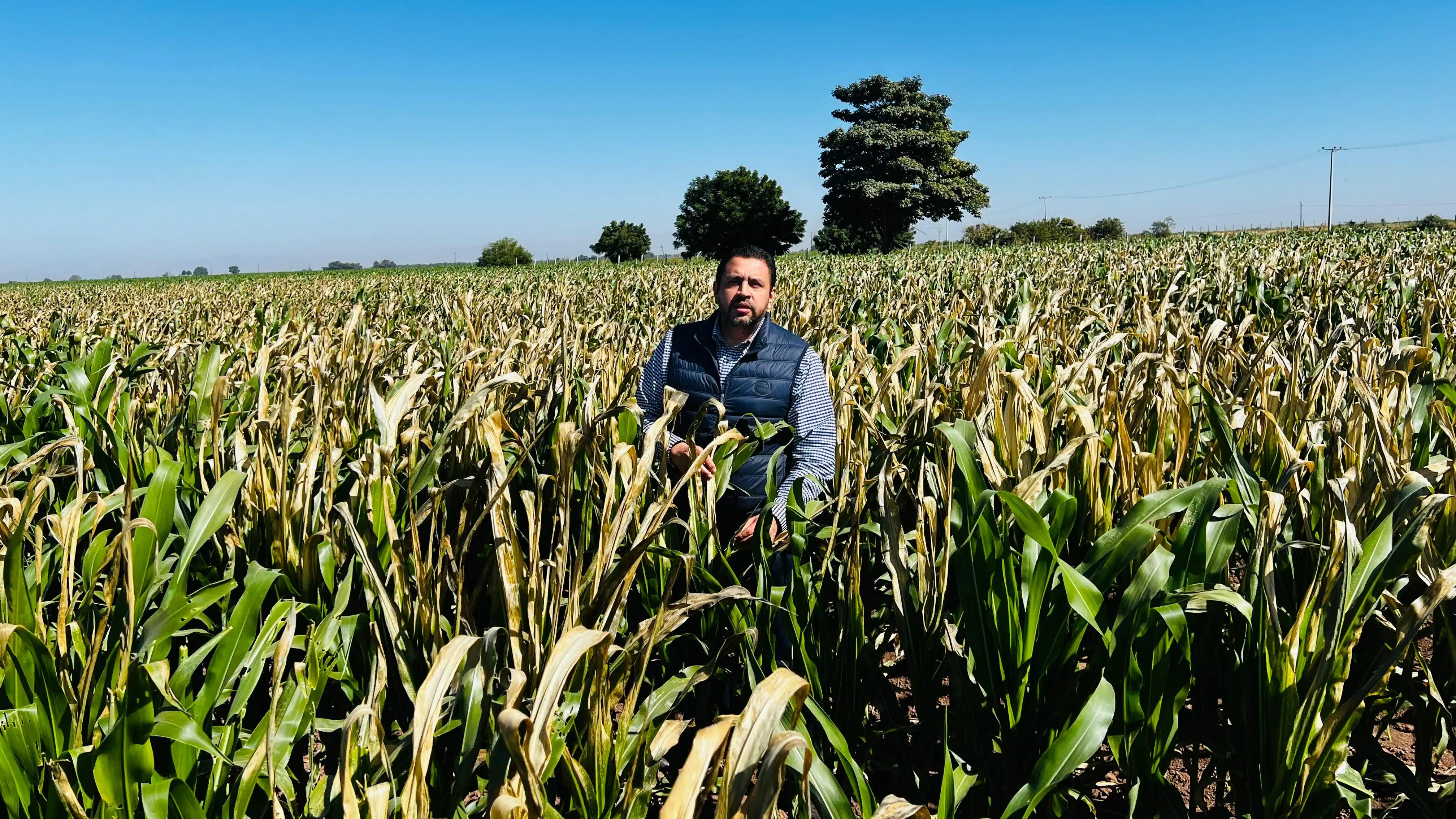 Ismael Bello entre cultivos dañados por las bajas temperaturas