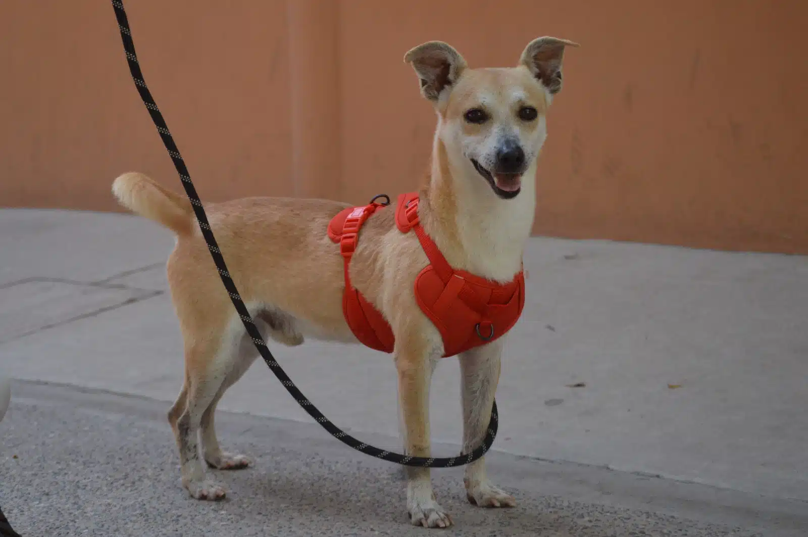 "Lobito", "Wilson", "Cachorra", "Tamarindo", "Clavito", "Pitufa", "Lola", "Negrita", "Blaky" y "Panterita" están esperando a su familia de humanos