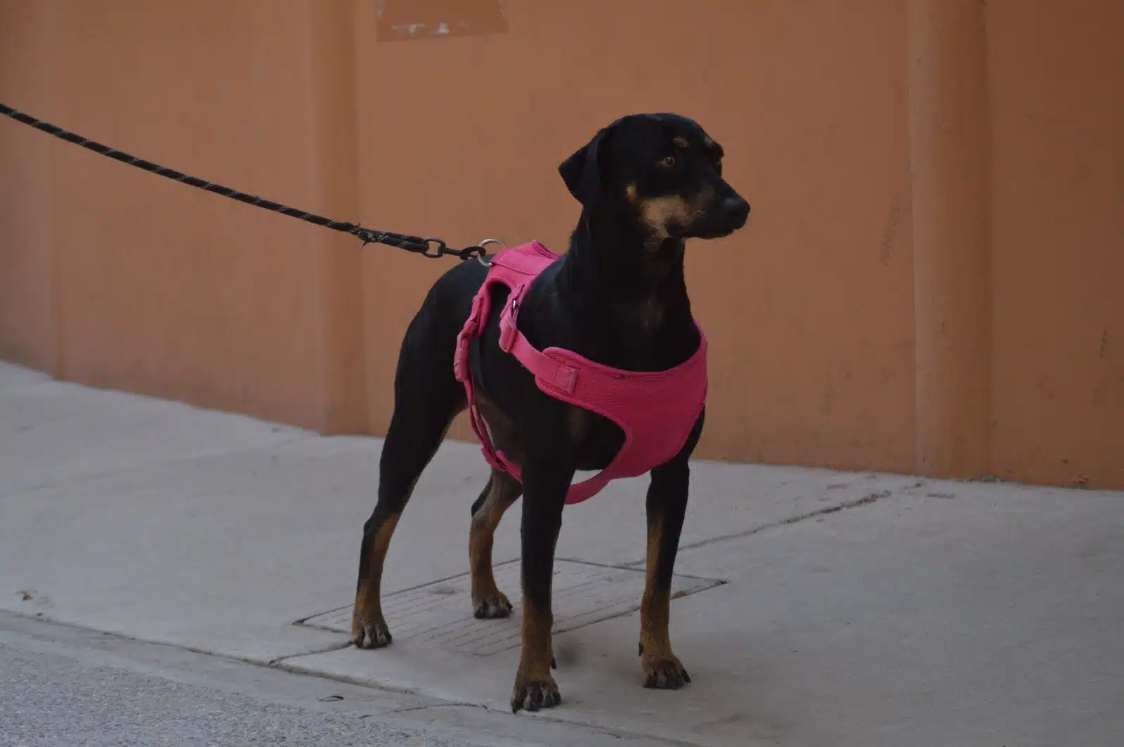 "Lobito", "Wilson", "Cachorra", "Tamarindo", "Clavito", "Pitufa", "Lola", "Negrita", "Blaky" y "Panterita" están esperando a su familia de humanos