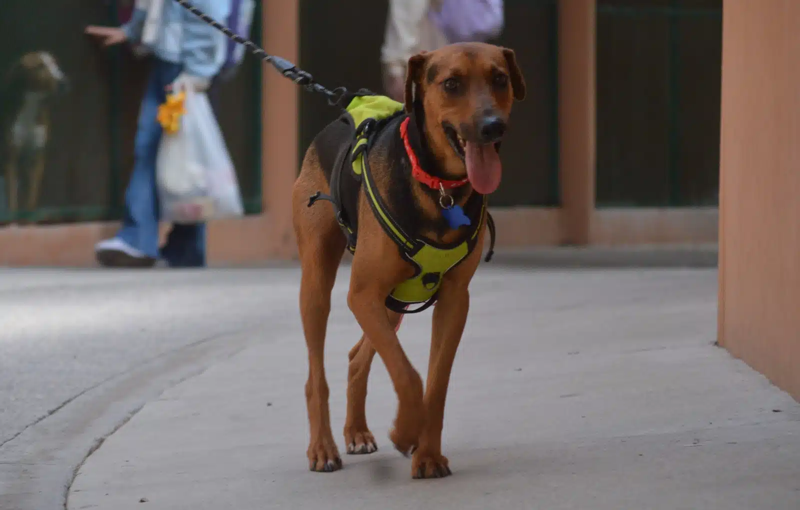 "Lobito", "Wilson", "Cachorra", "Tamarindo", "Clavito", "Pitufa", "Lola", "Negrita", "Blaky" y "Panterita" están esperando a su familia de humanos