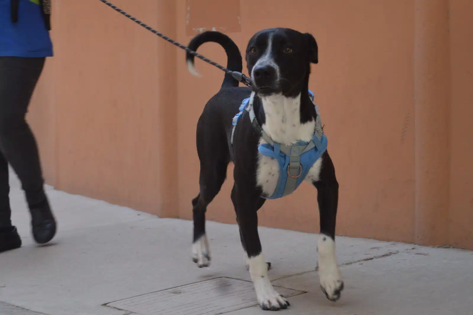 "Lobito", "Wilson", "Cachorra", "Tamarindo", "Clavito", "Pitufa", "Lola", "Negrita", "Blaky" y "Panterita" están esperando a su familia de humanos