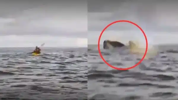 ¡De película! Joven es tragado y expulsado por una ballena jorobada en aguas de Chile: VIDEO