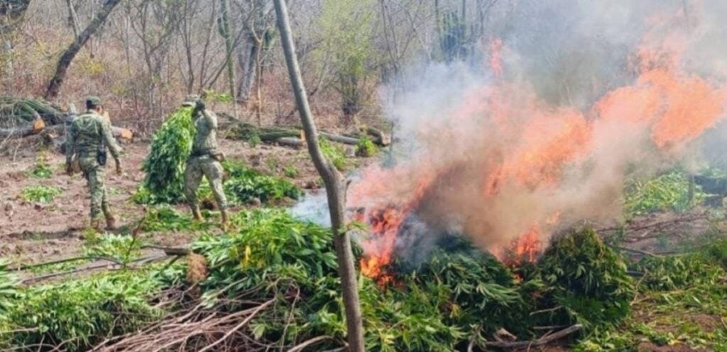 Marinos destruyen plantío.