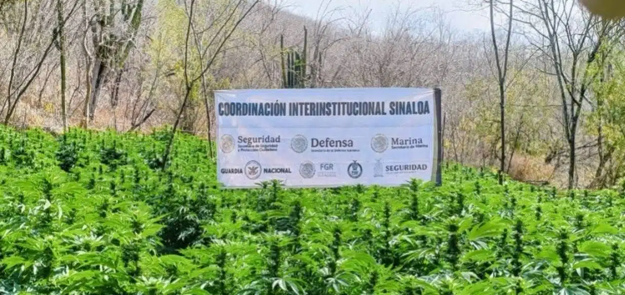 Marinos destruyen plantío de marihuana en Cósala