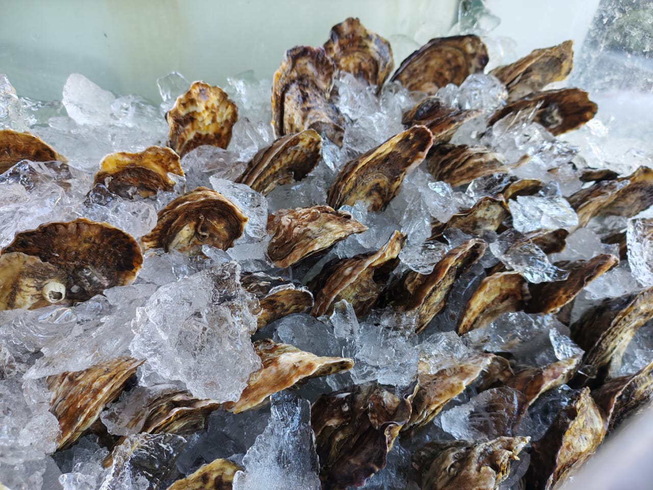 Mariscos en venta en un negocio.