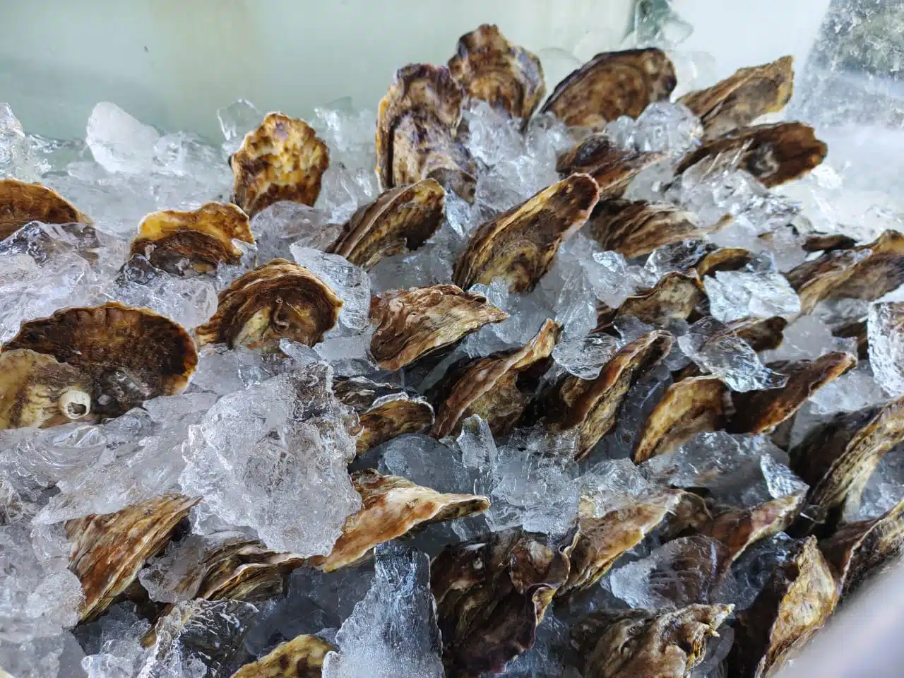 Mariscos en venta en un negocio.