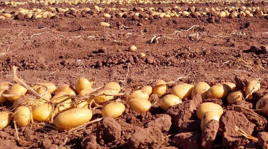 Papas en campo sinaloense