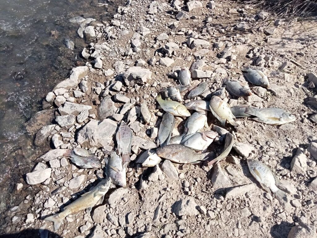 Peces muertos en canal La Arrocera