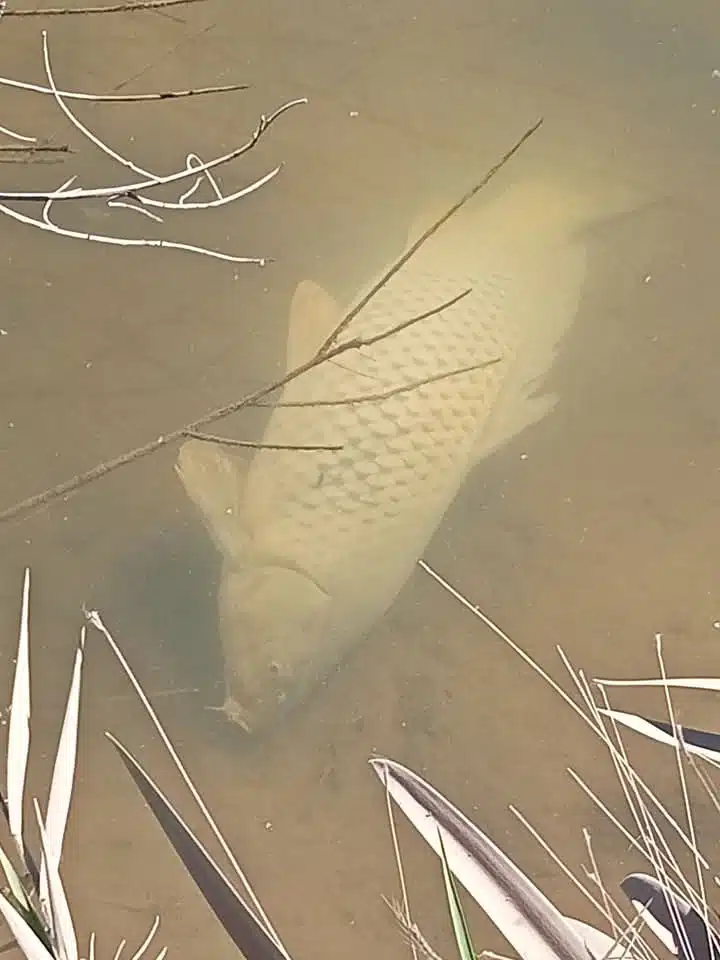 Mortandad de peces en canal paraliza potabilizadora en La Arrocera