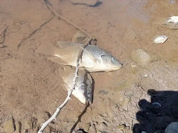 Mortandad de peces en canal paraliza potabilizadora en La Arrocera