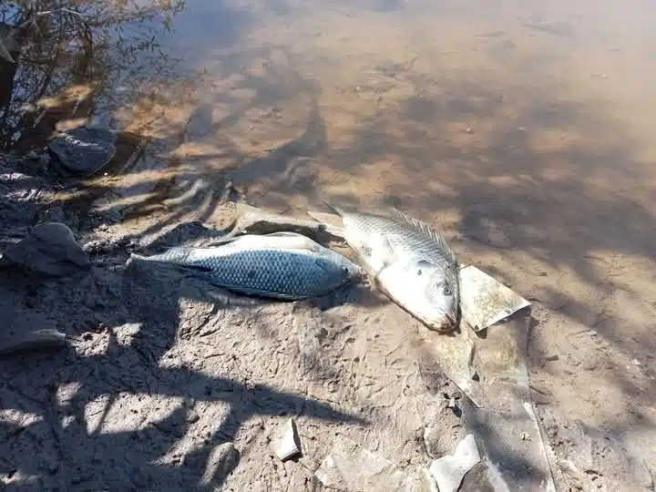 Mortandad de peces en canal paraliza potabilizadora en La Arrocera