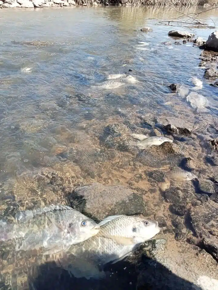 Mortandad de peces en canal paraliza potabilizadora en La Arrocera