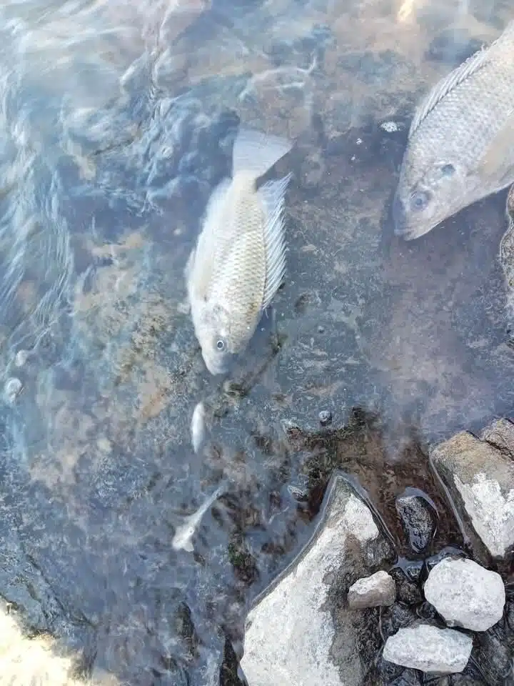 Mortandad de peces en canal paraliza potabilizadora en La Arrocera