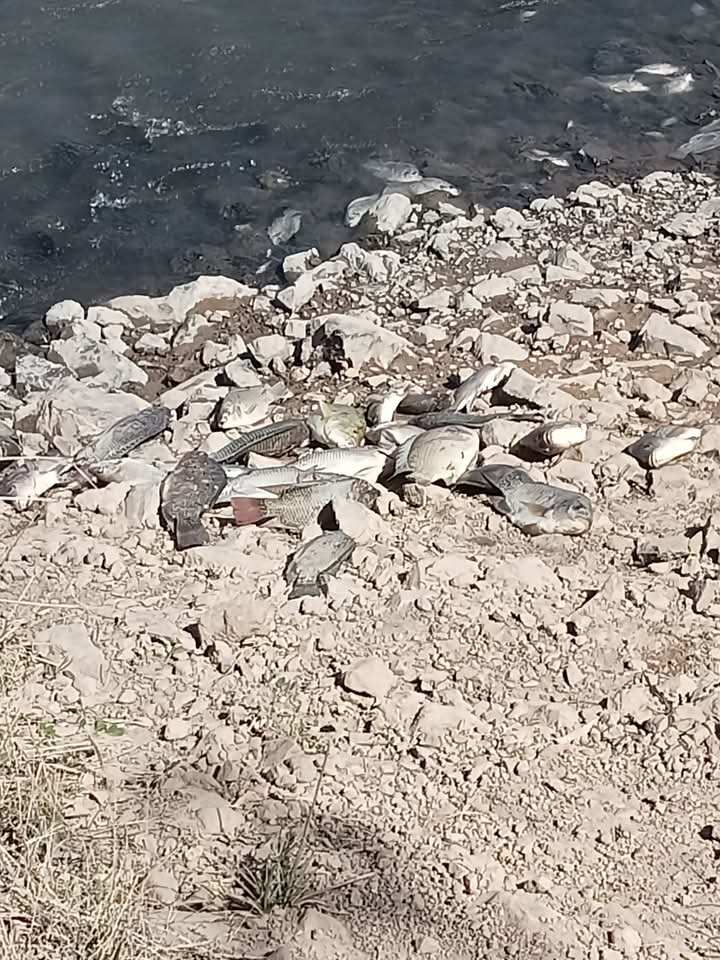 Mortandad de peces en canal paraliza potabilizadora en La Arrocera