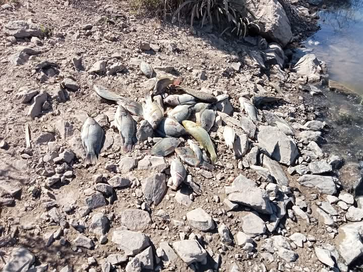 Mortandad de peces en canal paraliza potabilizadora en La Arrocera