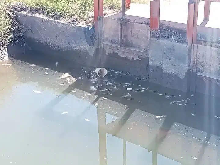 Mortandad de peces en canal paraliza potabilizadora en La Arrocera