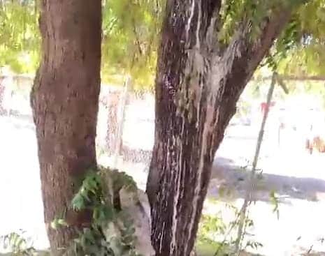 Niño sufre posible intoxicación con sustancia desechada por un árbol en kínder de Guasave