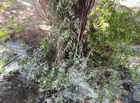 Niño sufre posible intoxicación con sustancia desechada por un árbol en kínder de Guasave