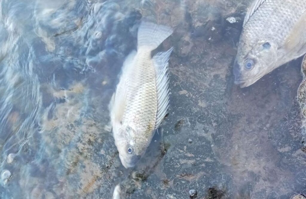 Peces muertos en canal La Arrocera