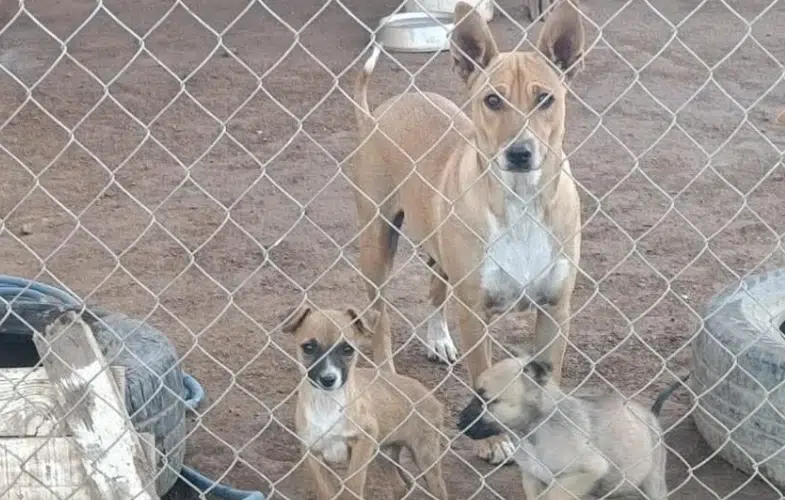 Perros del refugio de Fundación Mayla