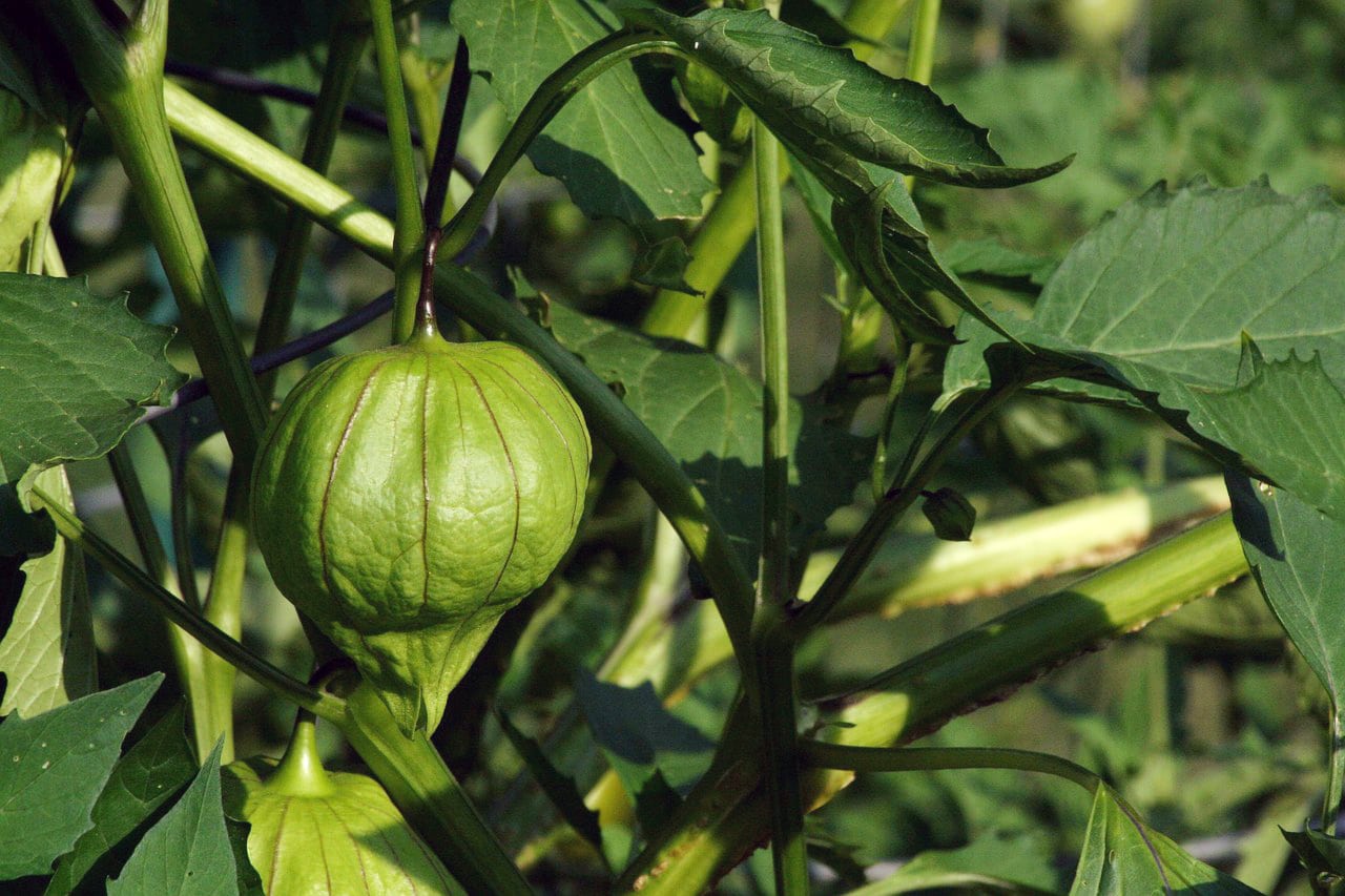 Planta de tomatillo en México