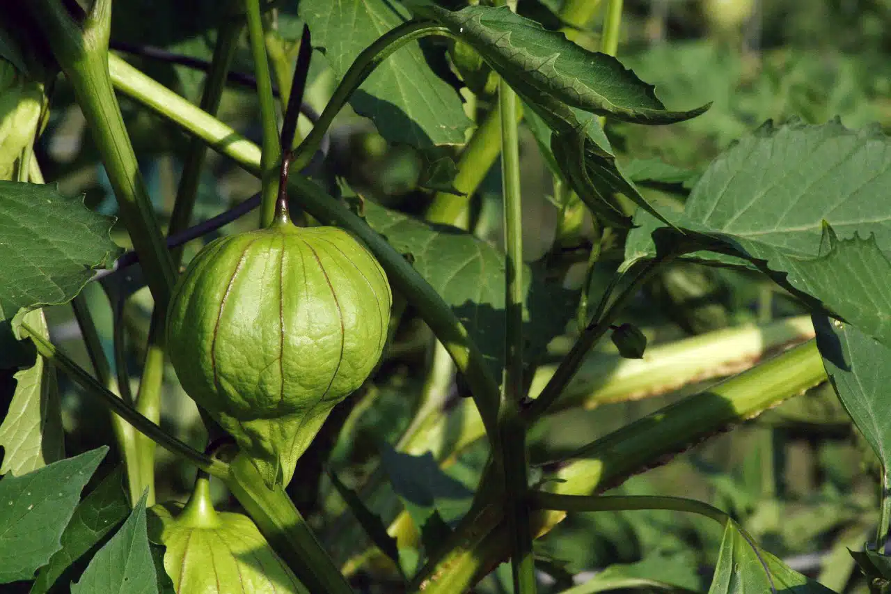 Planta de tomatillo en México