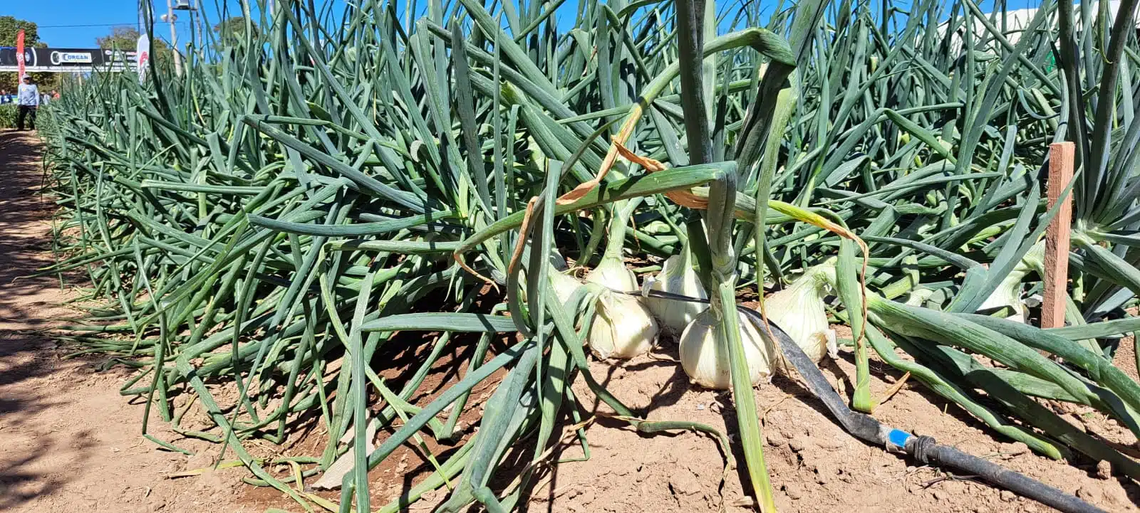 Precio de la cebolla registra una tendencia a la baja para el agricultor