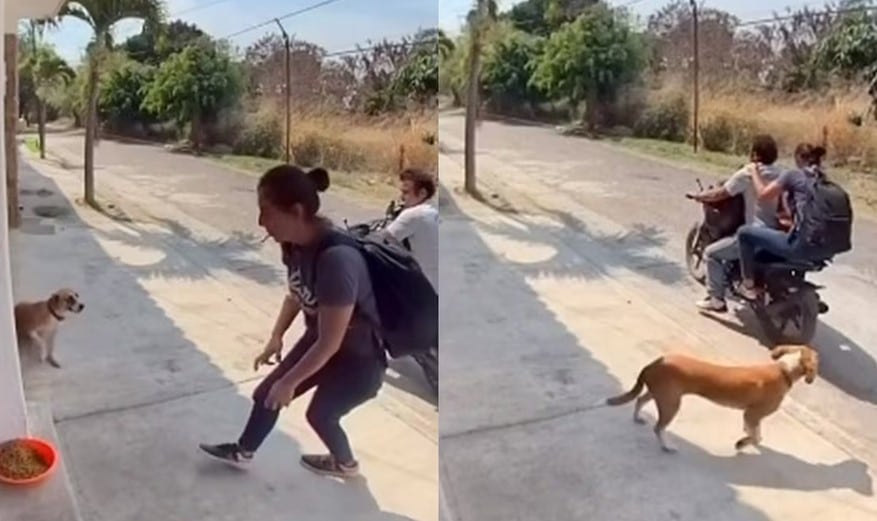 Indignación en redes: pareja es captada robando comida para perritos callejeros en Morelos: VIDEO