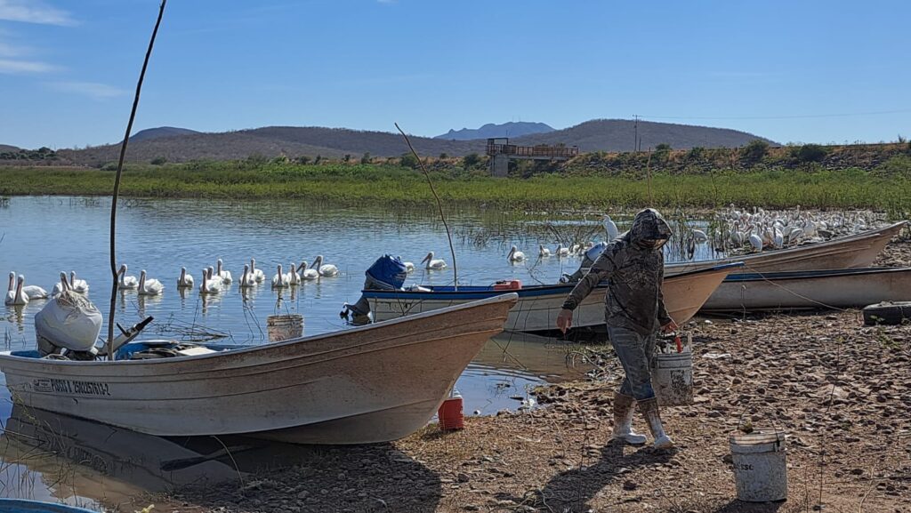 Sequía golpea la pesca en la presa Eustaquio Buelna