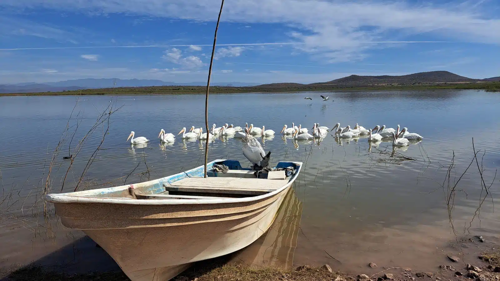 Sequía golpea la pesca en la presa Eustaquio Buelna