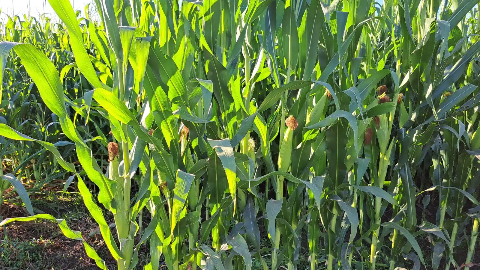 Siembra de maíz en el campo sinaloense.