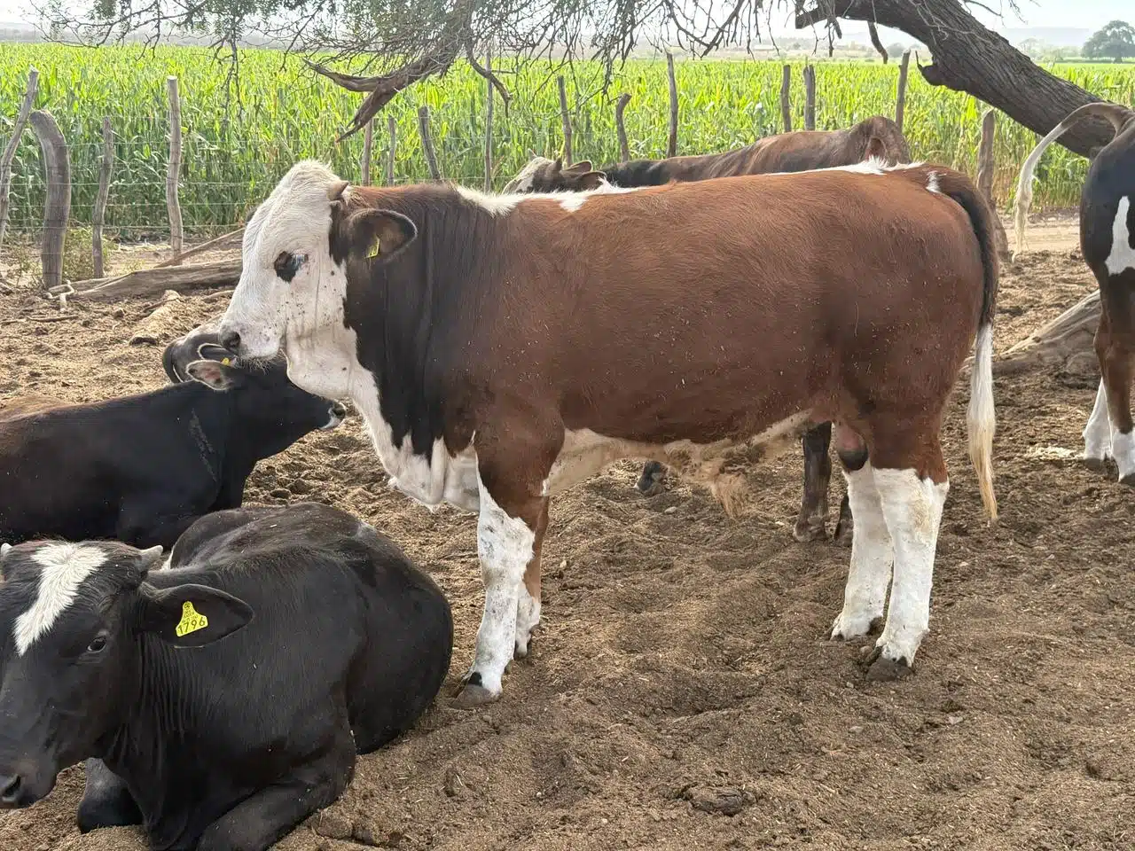 Vacas en el campo.