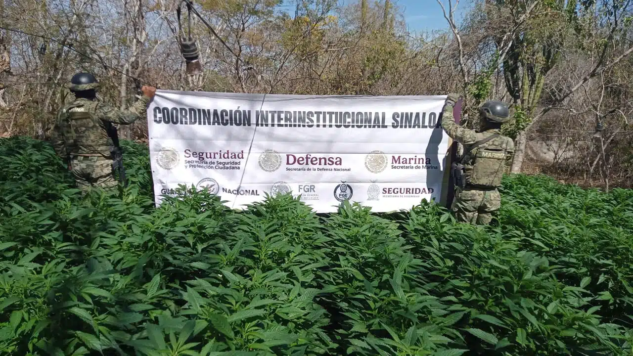 Plantíos de mariguana en El Limoncito, Concordia