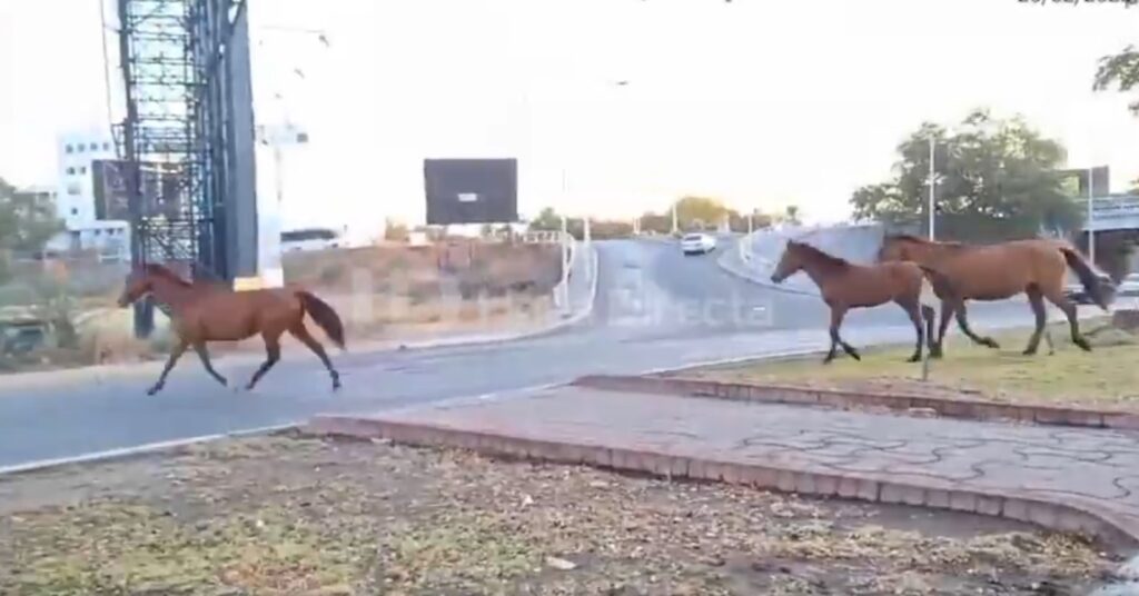 Caballos Culiacán