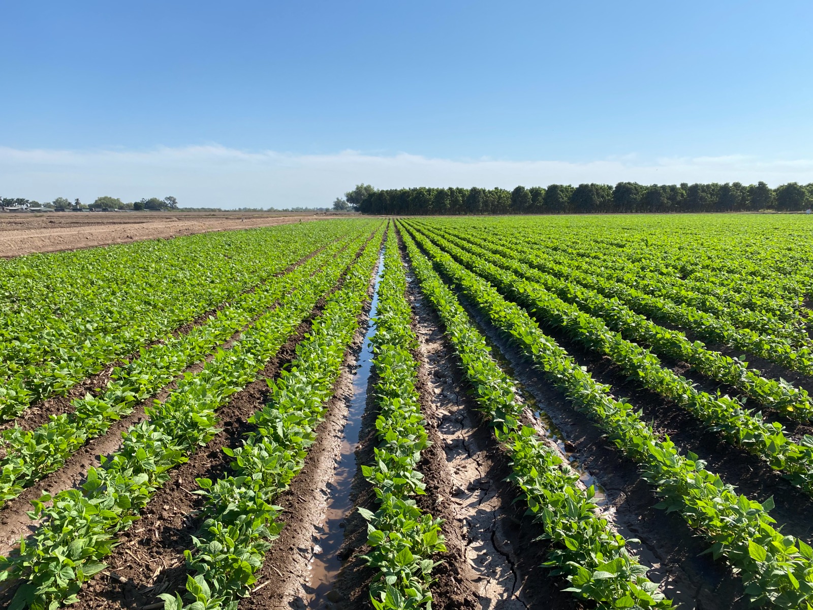 Campo-de-cultivo-de-frijol-en-Sinaloa (1)