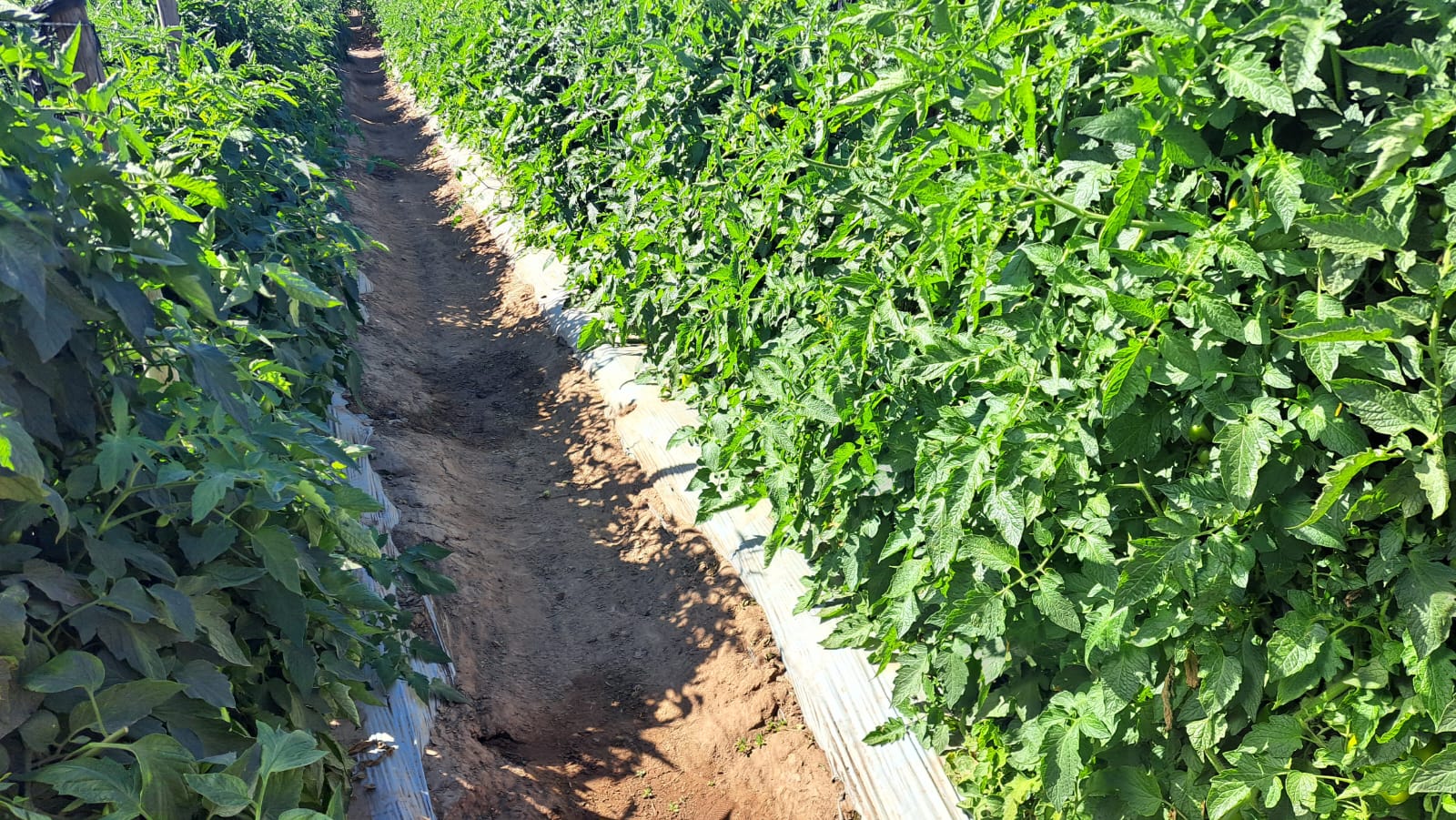 Cultivo de tomates en Guasave