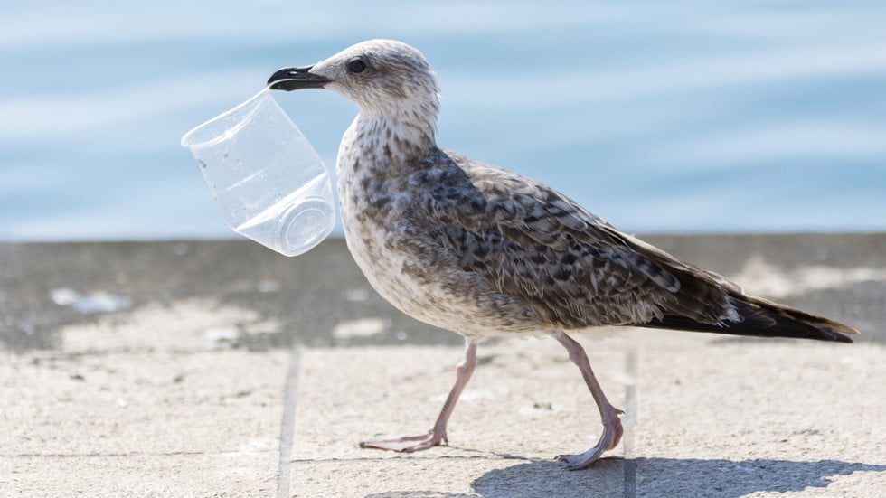 Estudio revela que el plástico afecta el cerebro de las aves como el Alzheimer