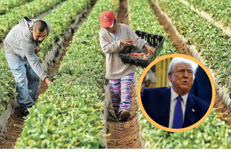 Trabajadores en campo agrícola