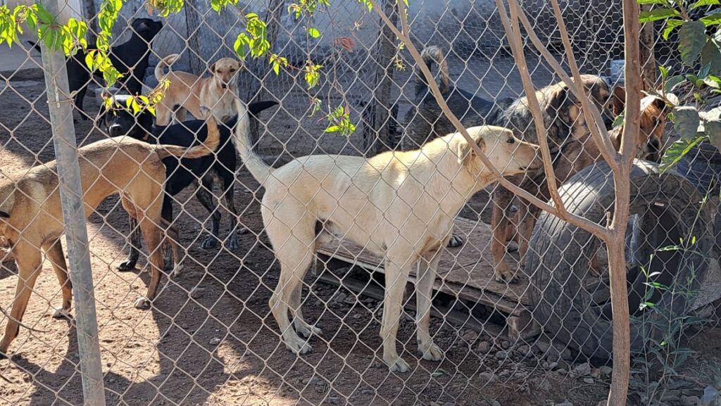 Fundación Mayla no encuentra opciones viables para un nuevo albergue