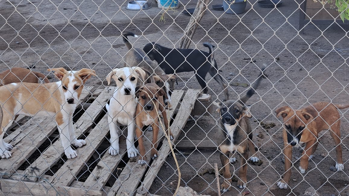 Fundación Mayla no encuentra opciones viables para un nuevo albergue